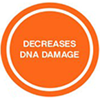 Decreases DNA Damage